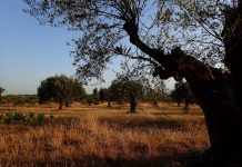 Carpe Diem, Greek Style