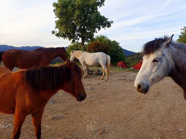 Falling in Love with Lesvos- One Perfect Day