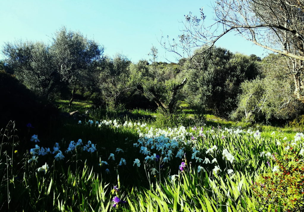 Trizonia island in spring is full of beautiful flowers