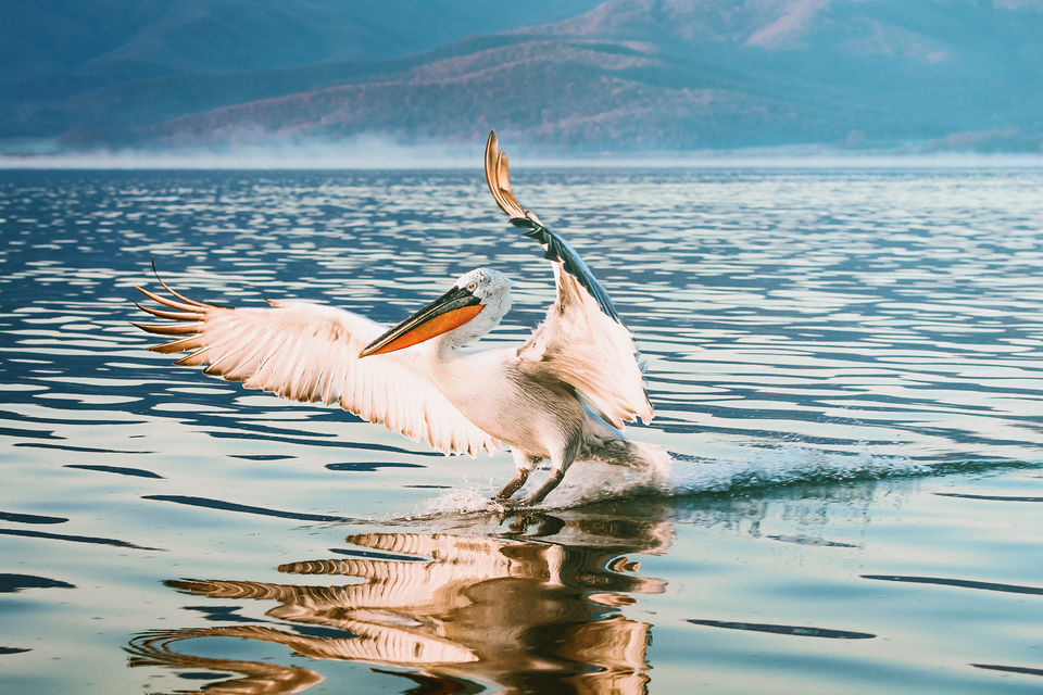 A bird landing on the glassy surface of Lake Kerkini