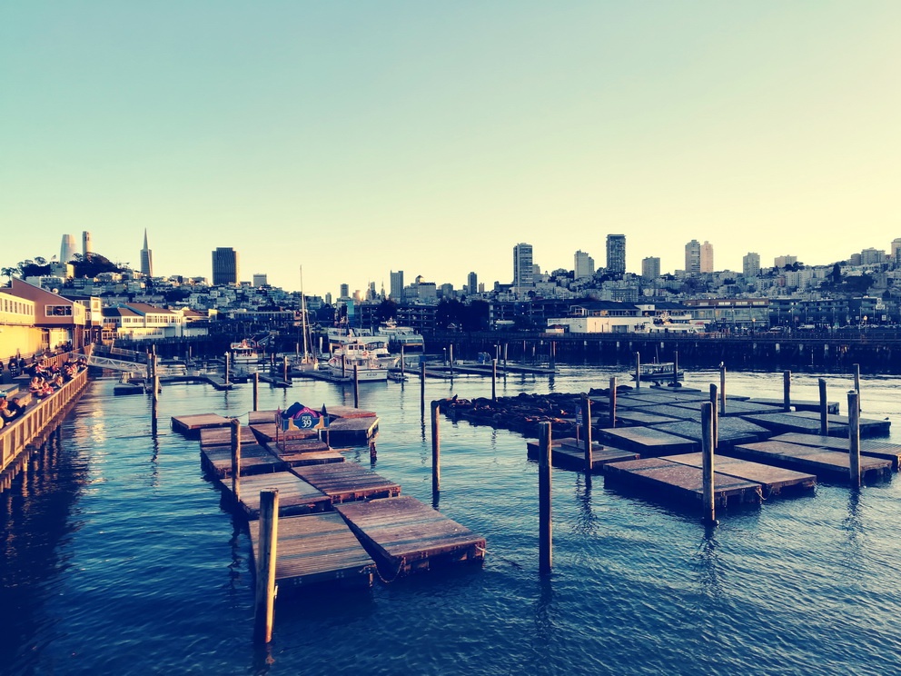 The Sea Lions lounging off of Pier 39