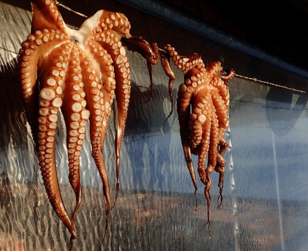 Octopus drying on a line, Skala Eresos, Lesvos