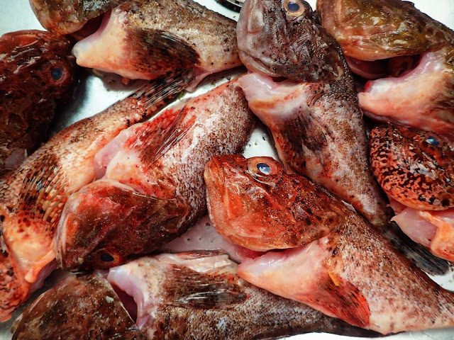 red scorpion fish for Greek fish soup