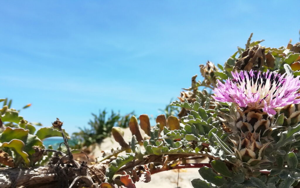 Elafonissi Beach is a protected habitat for rare flora and fauna, making it one of the most fascinating Chania beaches