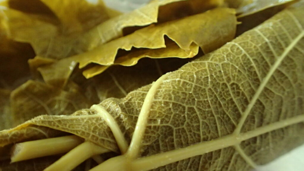 A roll of vine leaves from the jar for making dolmadakia gialantzi - stuffed grape leaves