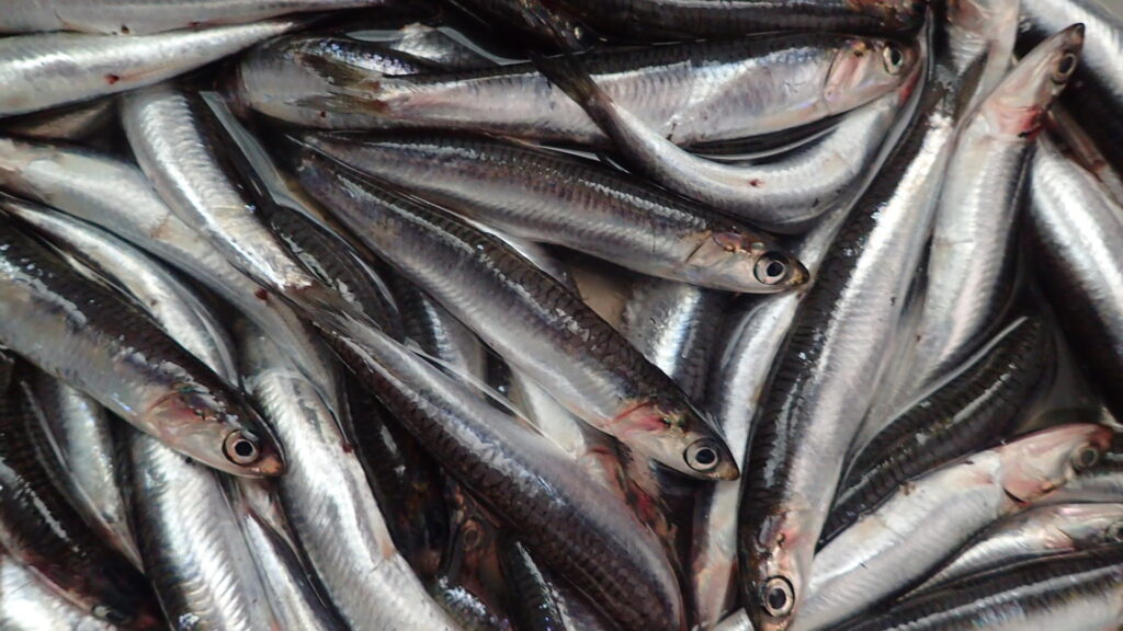 Fresh anchivies for boquerones - gavros marinatos