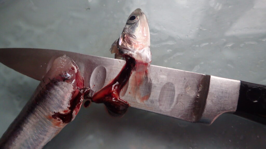 Cleaning anchovies for Boquerones